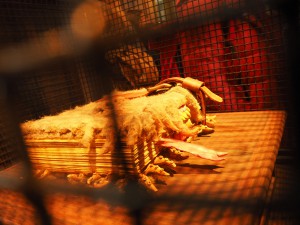 OLYMPUS DIGITAL CAMERA