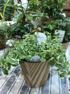 メール画像!cid_15c2570b5cfccb31c224