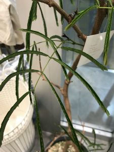 メール画像!cid_15c256ffedc770d31231