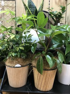 メール画像!cid_15c2573e7bbd0b1a9293