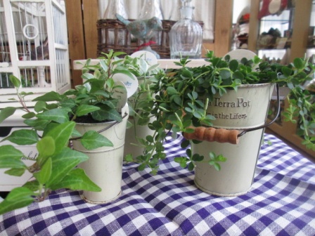 アクアテラポット