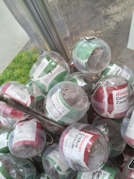 サボテンガチャ